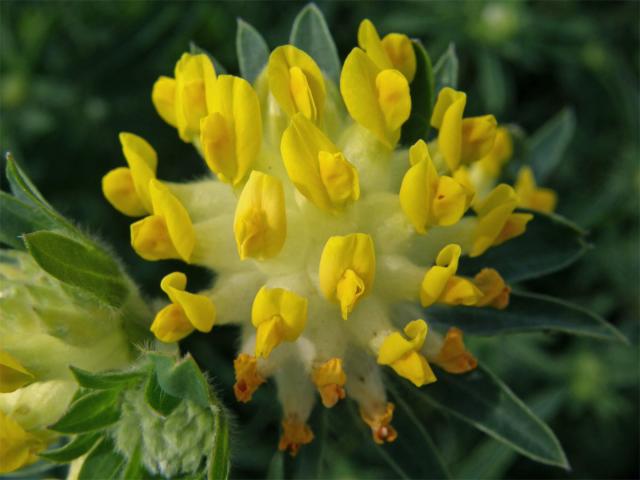 Úročník bolhoj (Anthyllis vulneraria L.)