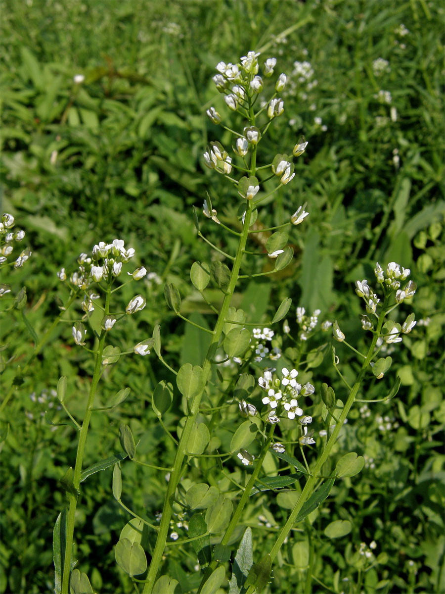 Penízek rolní (Thlaspi arvense L.)