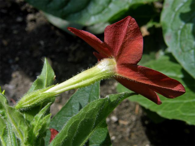 Tabák křídlatý (Nicotiana alata L.)