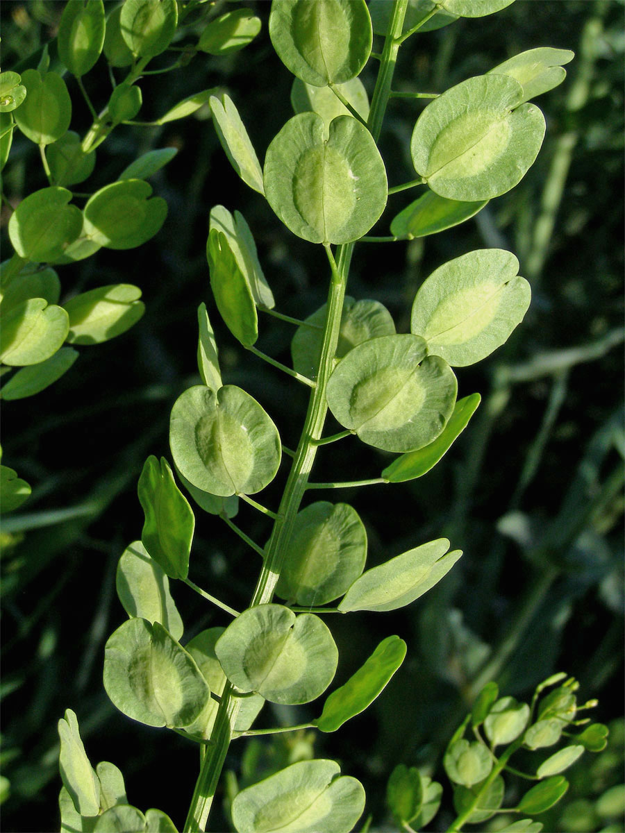 Penízek rolní (Thlaspi arvense L.)