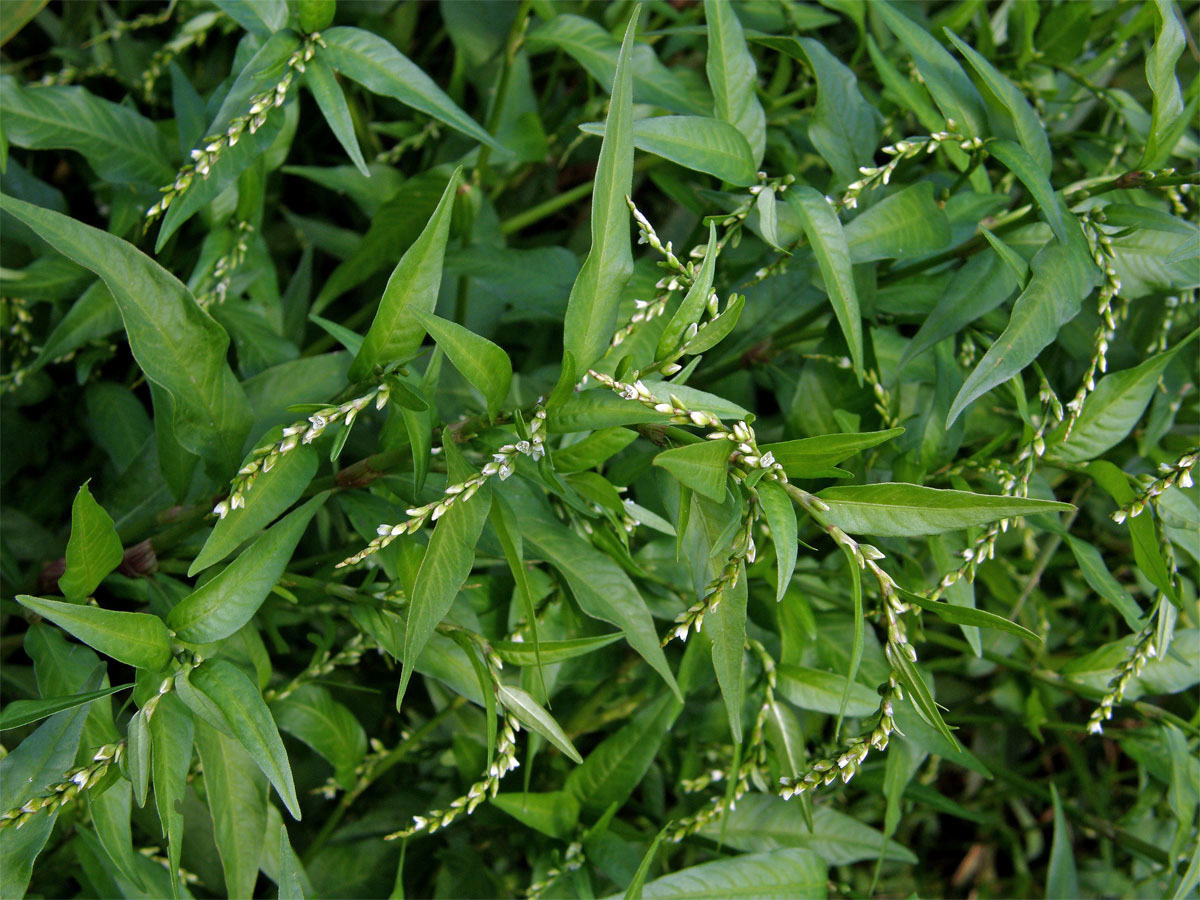 Rdesno peprník (Persicaria hydropiper (L.) Delarbre)