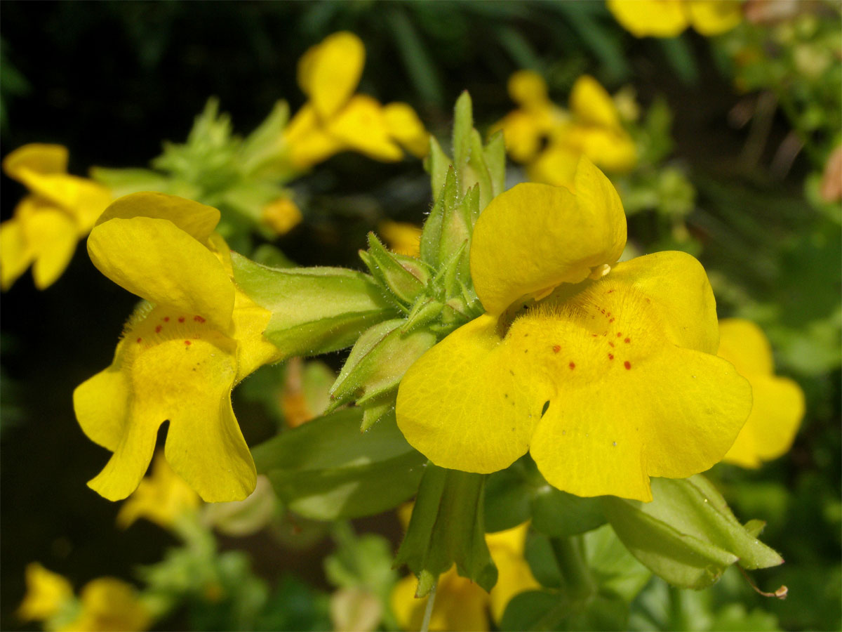 Kejklířka skvrnitá (Mimulus guttatus DC.)