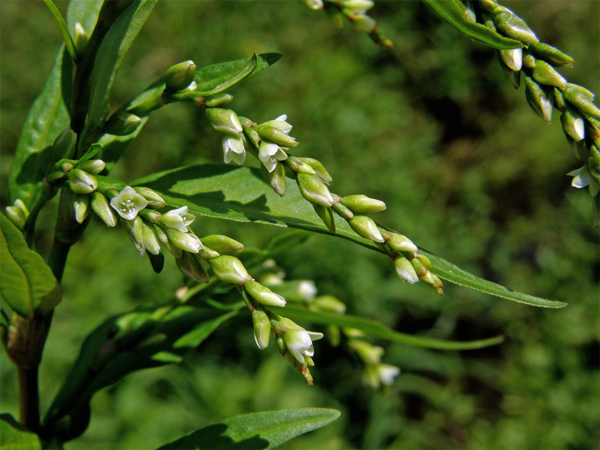 Rdesno peprník (Persicaria hydropiper (L.) Delarbre)