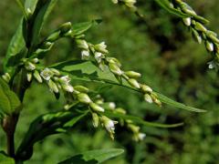 Rdesno peprník (Persicaria hydropiper (L.) Delarbre)