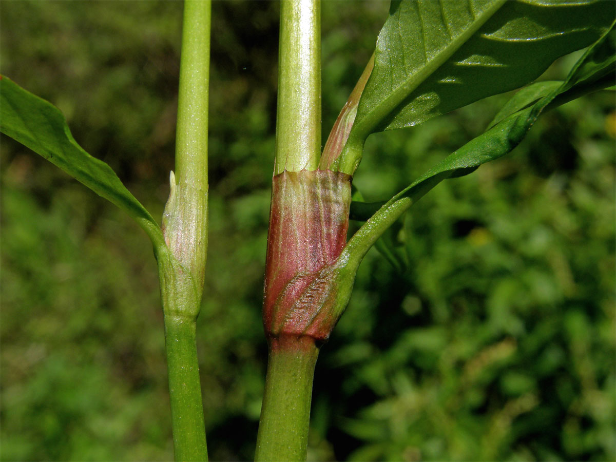 Rdesno peprník (Persicaria hydropiper (L.) Delarbre)