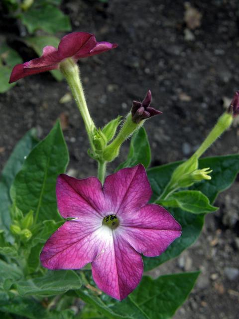 Tabák křídlatý (Nicotiana alata L.)