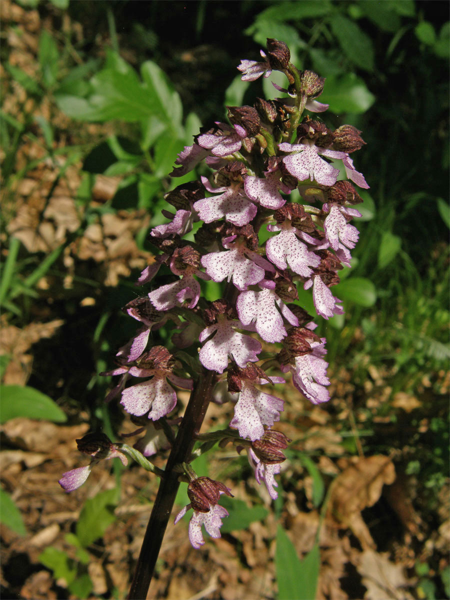 Vstavač nachový (Orchis purpurea Huds.)