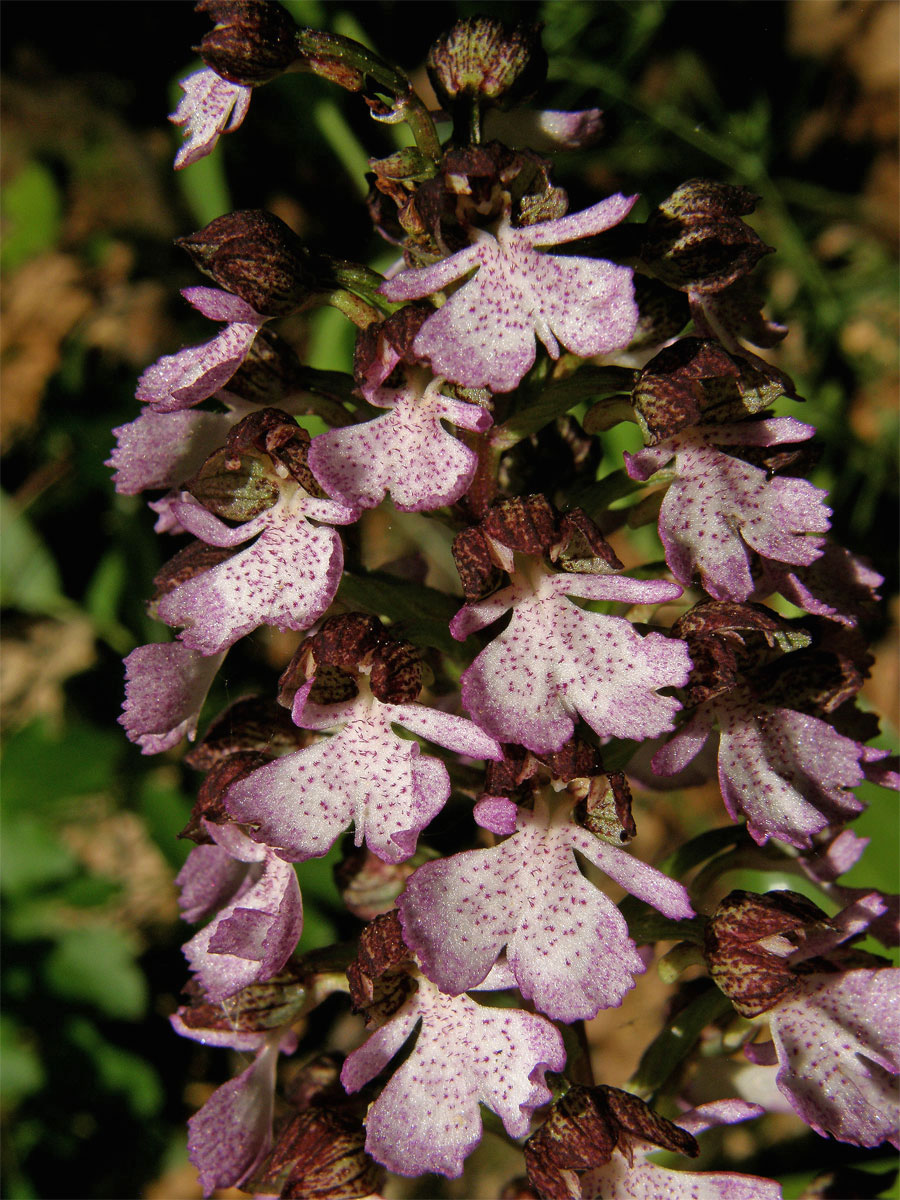 Vstavač nachový (Orchis purpurea Huds.)