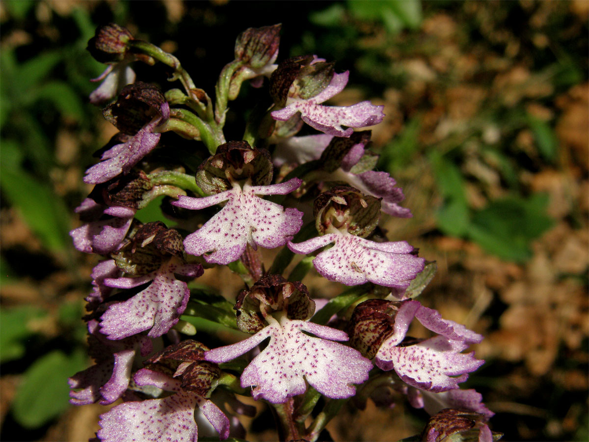 Vstavač nachový (Orchis purpurea Huds.)