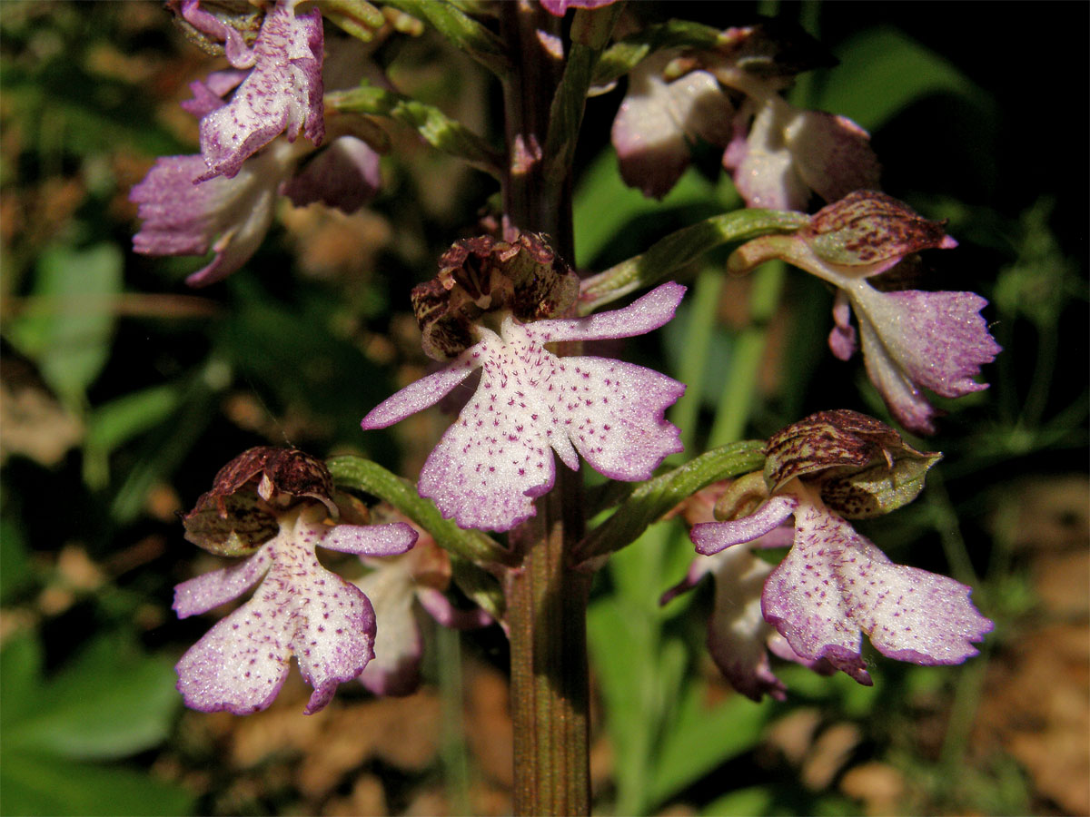 Vstavač nachový (Orchis purpurea Huds.)