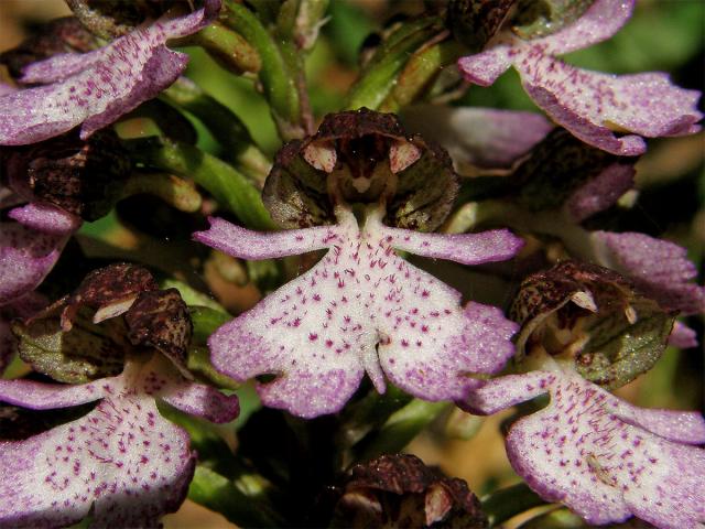 Vstavač nachový (Orchis purpurea Huds.)