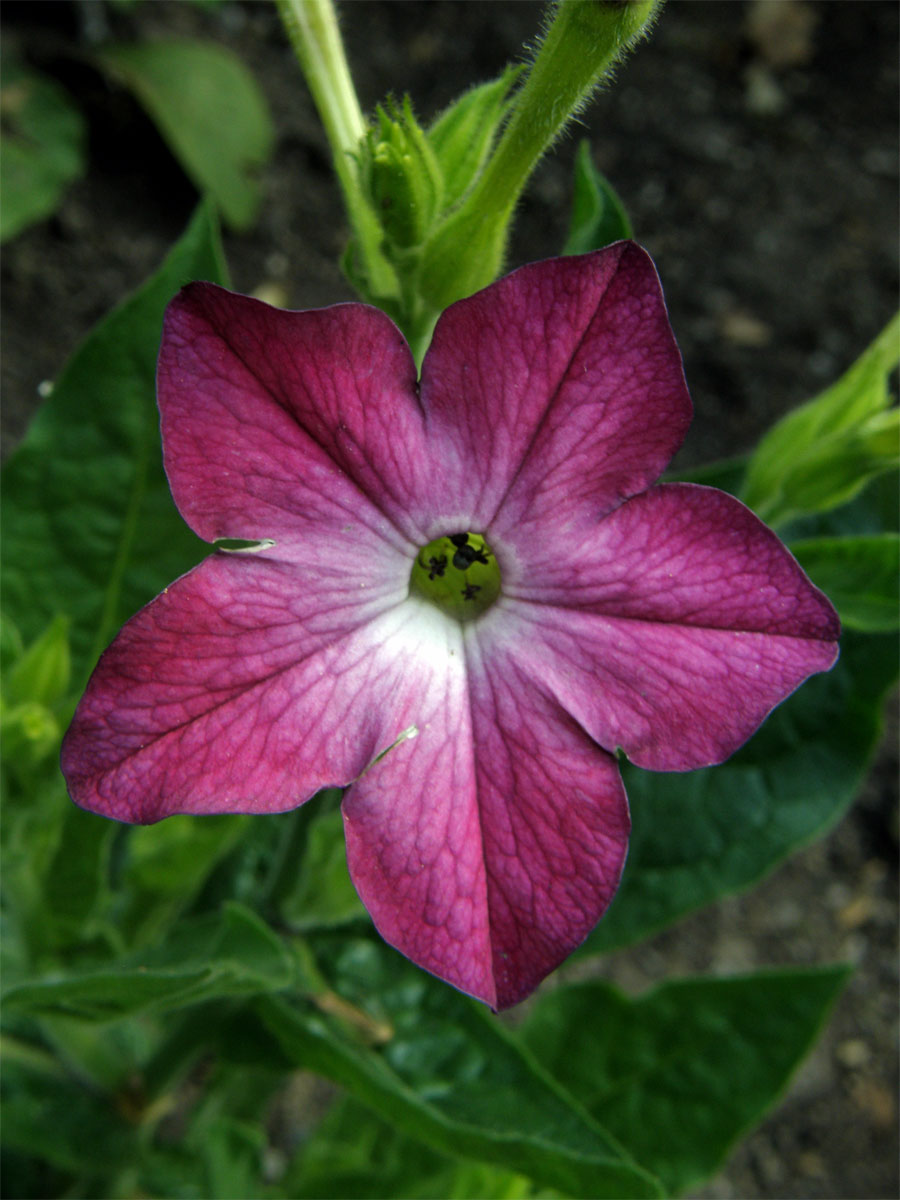 Tabák křídlatý (Nicotiana alata L.)