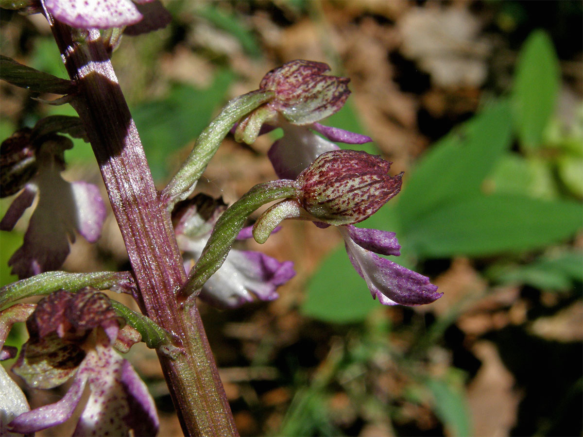 Vstavač nachový (Orchis purpurea Huds.)