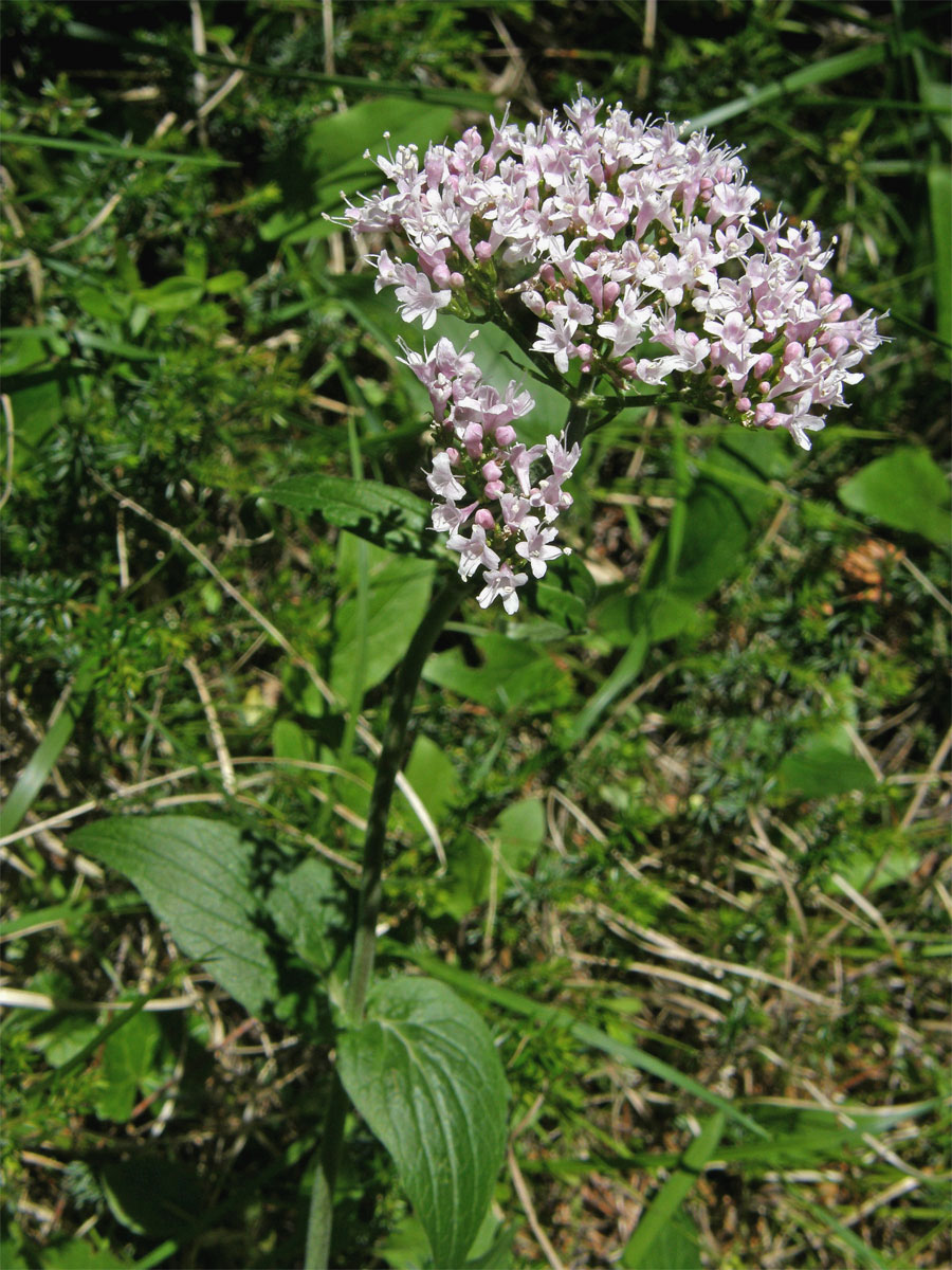 Kozlík horský (Valeriana montana L.)