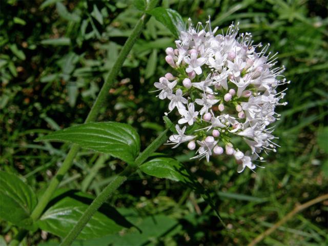 Kozlík horský (Valeriana montana L.)