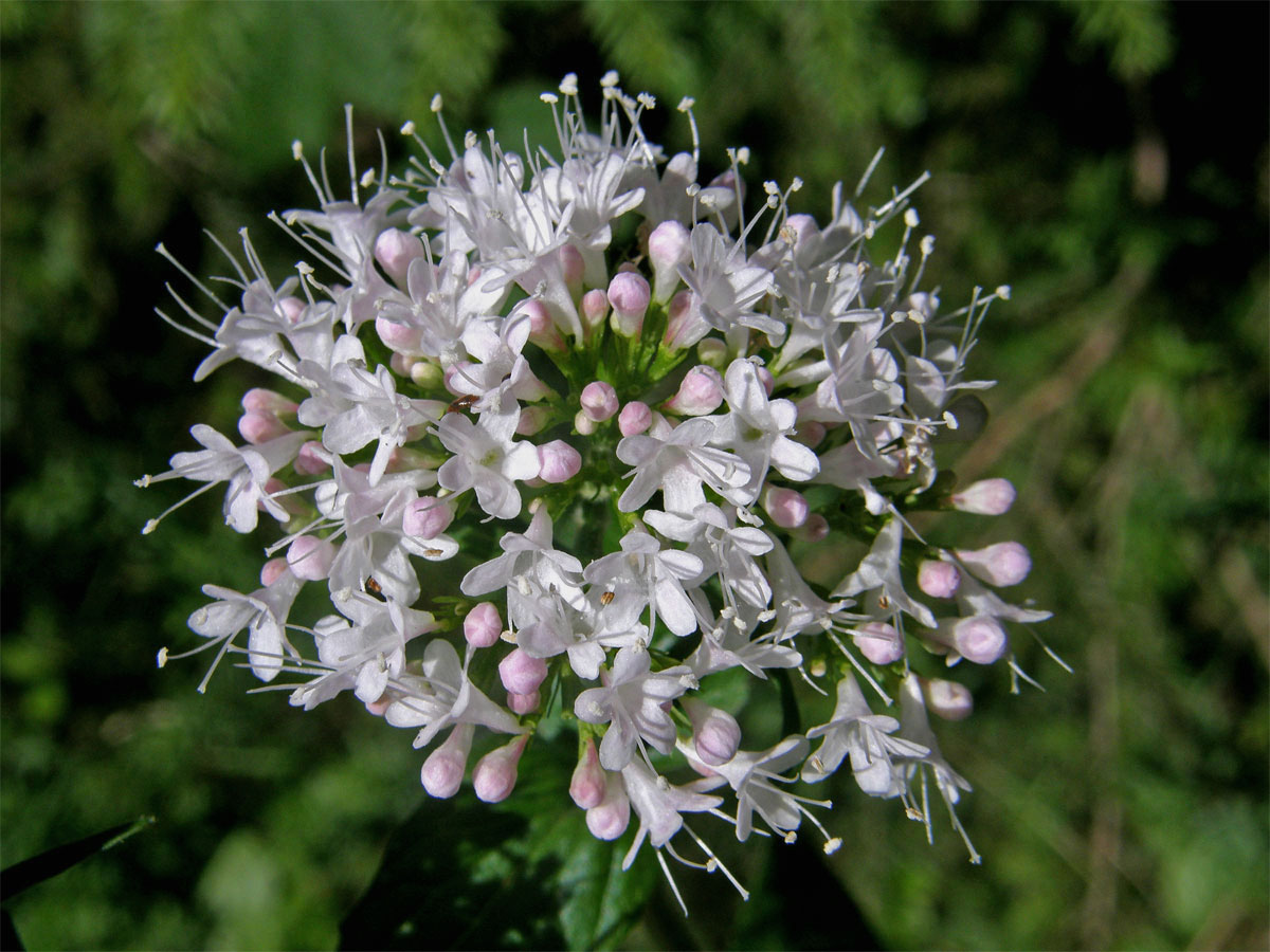 Kozlík horský (Valeriana montana L.)