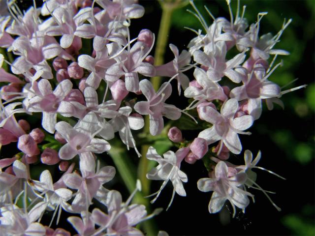 Kozlík horský (Valeriana montana L.)