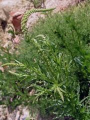 Rýt barvířský (Reseda luteola L.)   