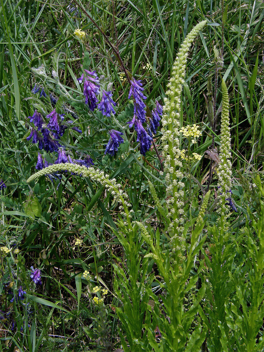 Rýt barvířský (Reseda luteola L.)