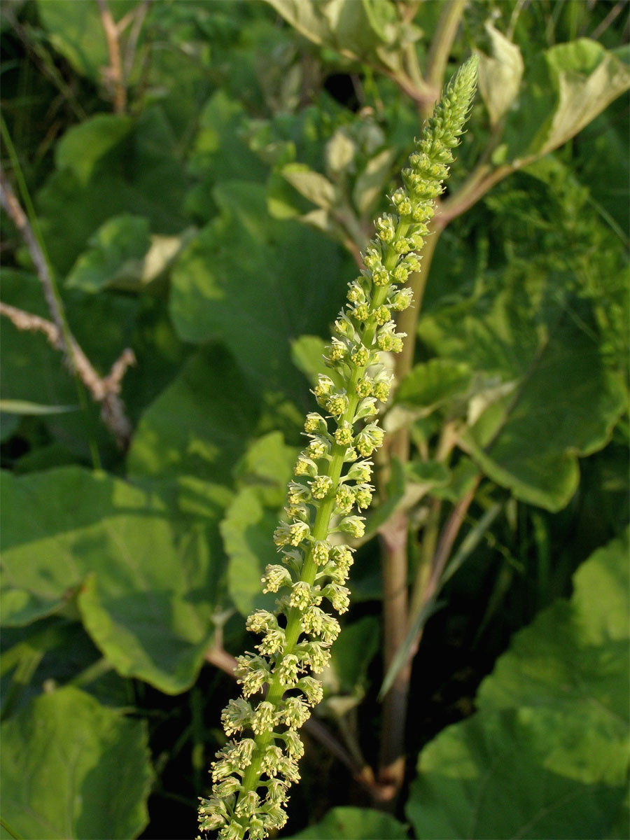 Rýt barvířský (Reseda luteola L.)