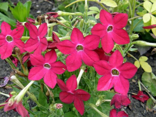 Tabák křídlatý (Nicotiana alata L.)