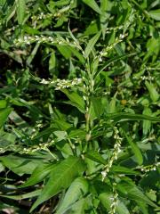 Rdesno peprník (Persicaria hydropiper (L.) Delarbre)