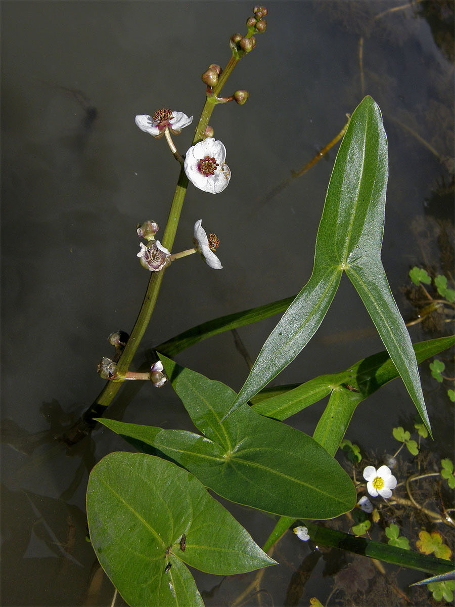 Šípatka střelolistá (Sagittaria sagittifolia L.)