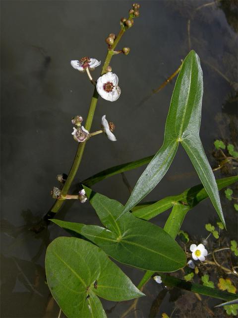 Šípatka střelolistá (Sagittaria sagittifolia L.)