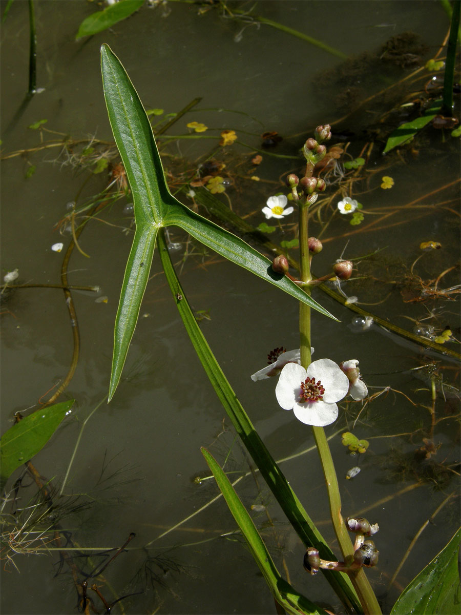 Šípatka střelolistá (Sagittaria sagittifolia L.)