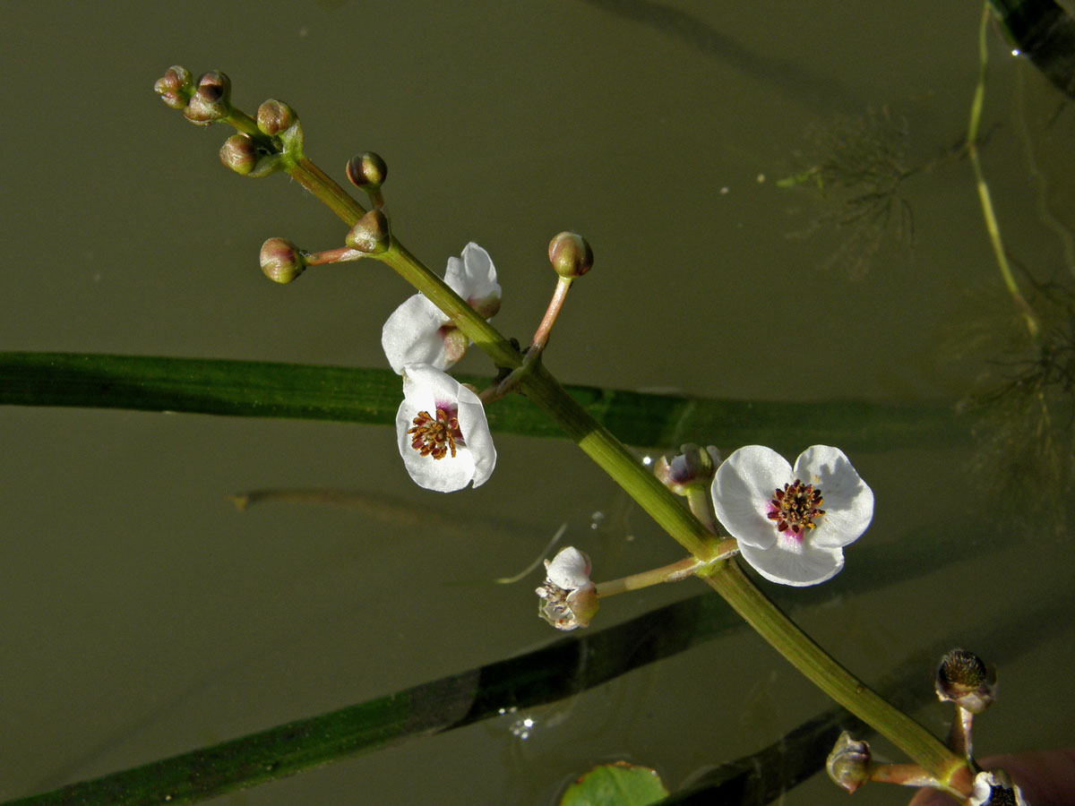 Šípatka střelolistá (Sagittaria sagittifolia L.)