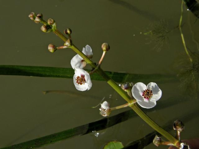 Šípatka střelolistá (Sagittaria sagittifolia L.)