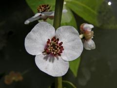 Šípatka střelolistá (Sagittaria sagittifolia L.)