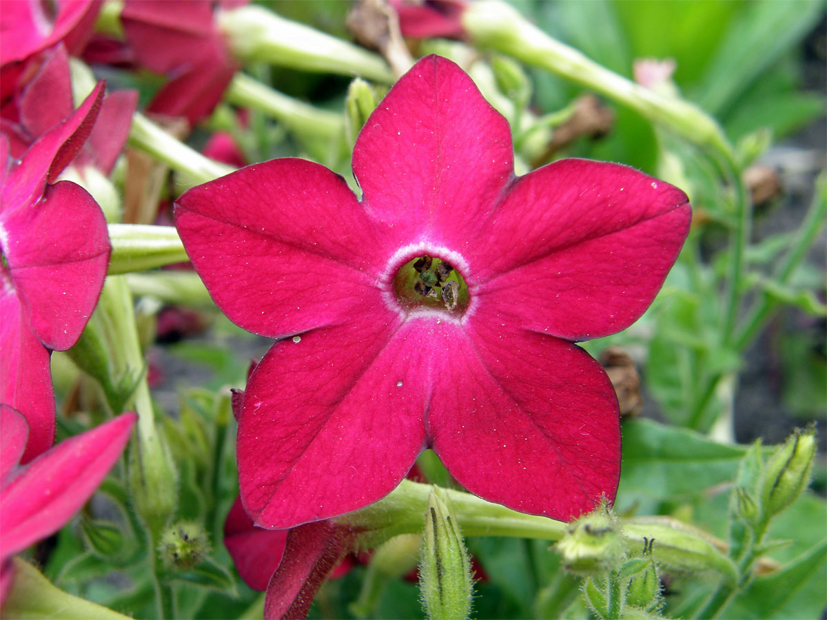 Tabák křídlatý (Nicotiana alata L.)