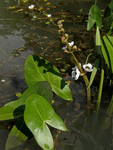 Šípatka střelolistá (Sagittaria sagittifolia L.)