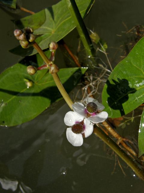 Šípatka střelolistá (Sagittaria sagittifolia L.)