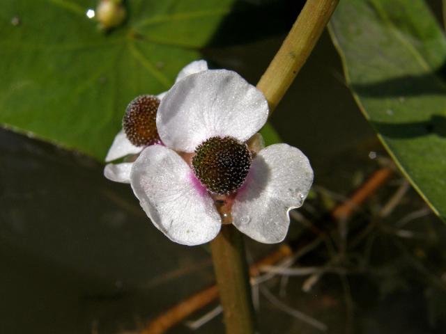 Šípatka střelolistá (Sagittaria sagittifolia L.)