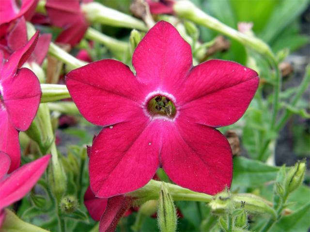 Tabák křídlatý (Nicotiana alata L.)