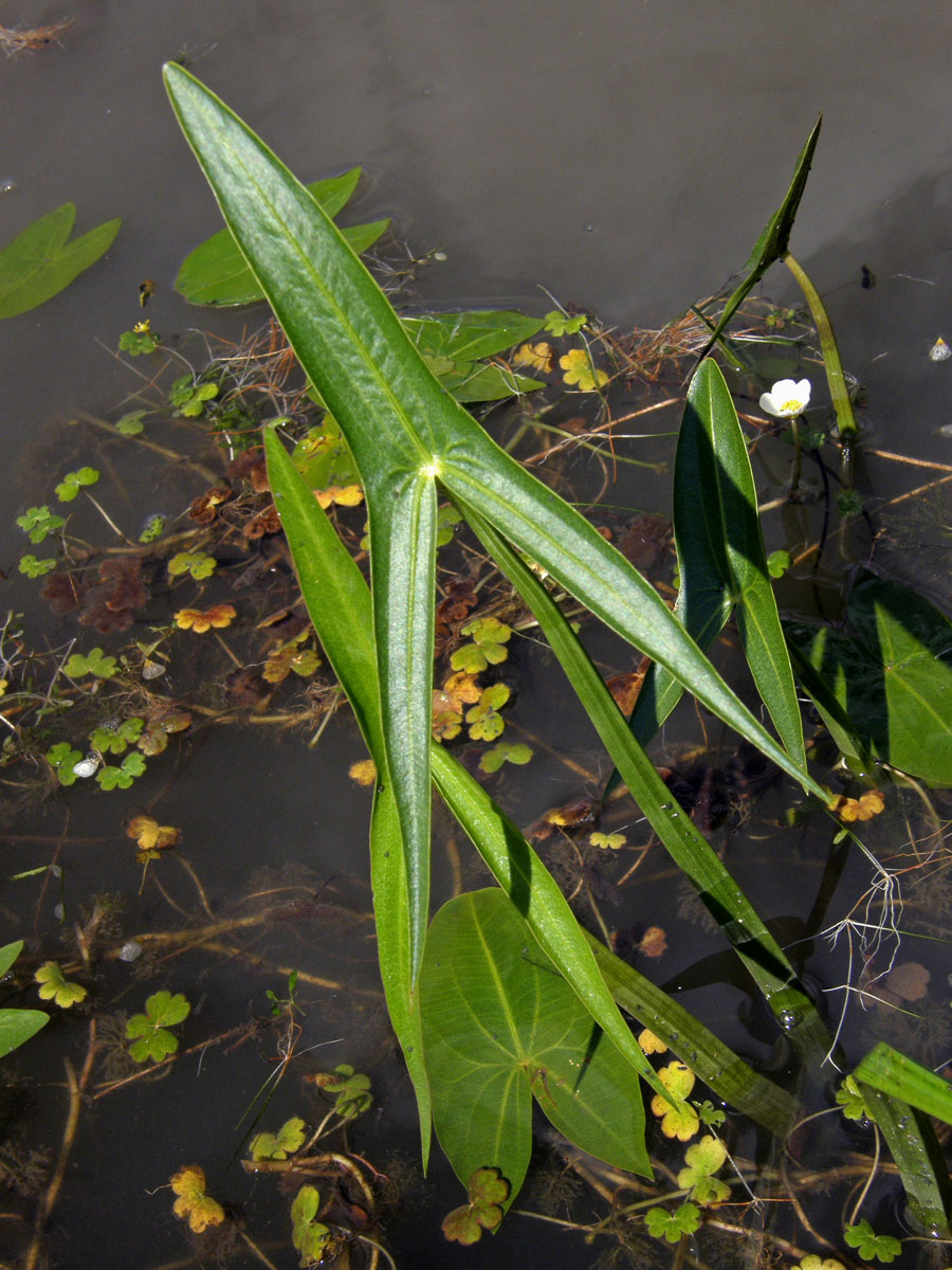 Šípatka střelolistá (Sagittaria sagittifolia L.)