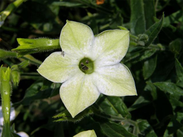 Tabák křídlatý (Nicotiana alata L.)