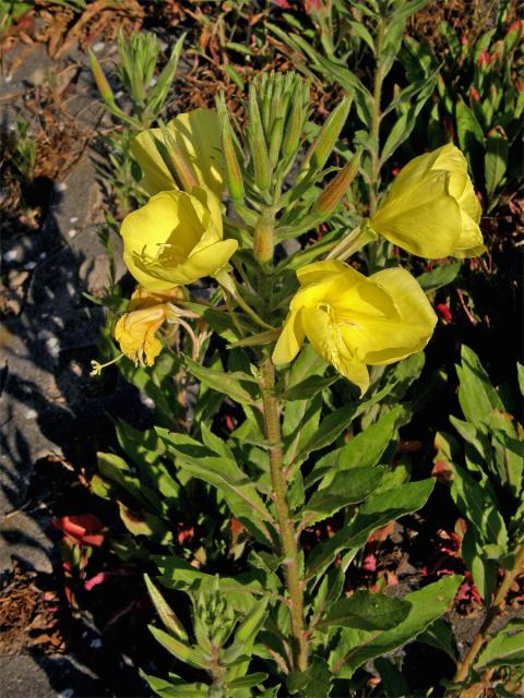 Pupalka rudokališní (Oenothera glazioviana M. Micheli)