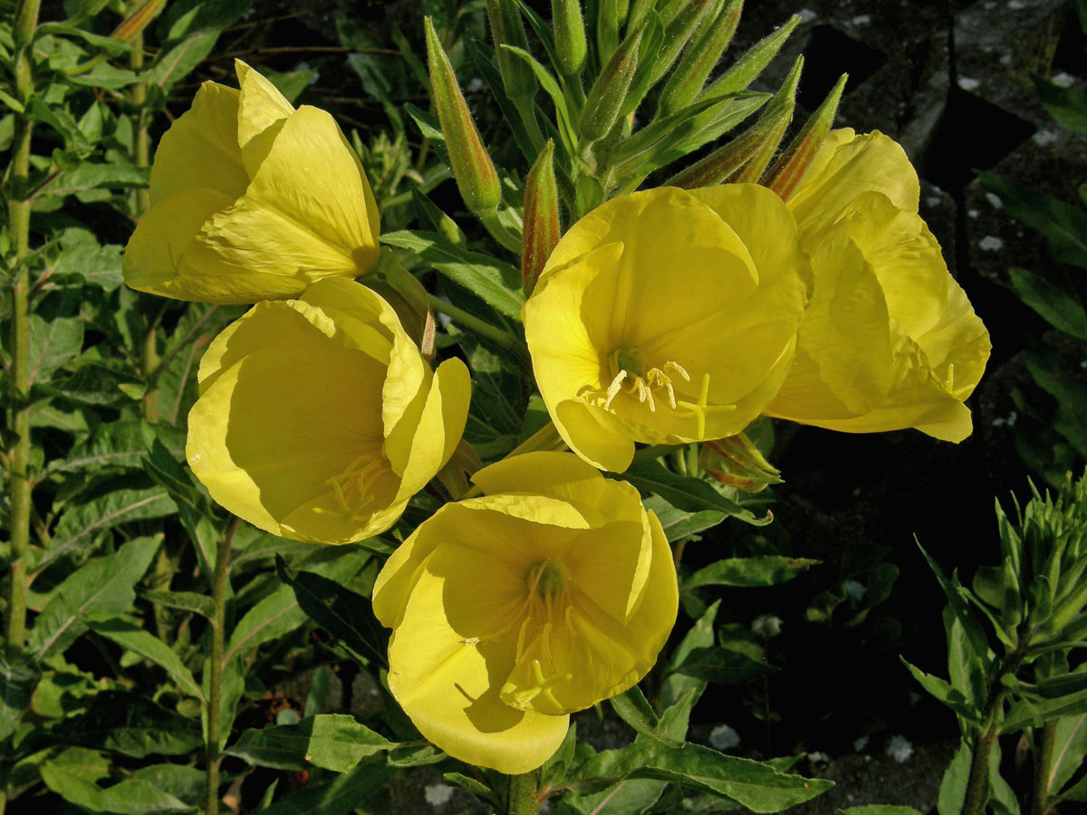 Pupalka rudokališní (Oenothera glazioviana M. Micheli)