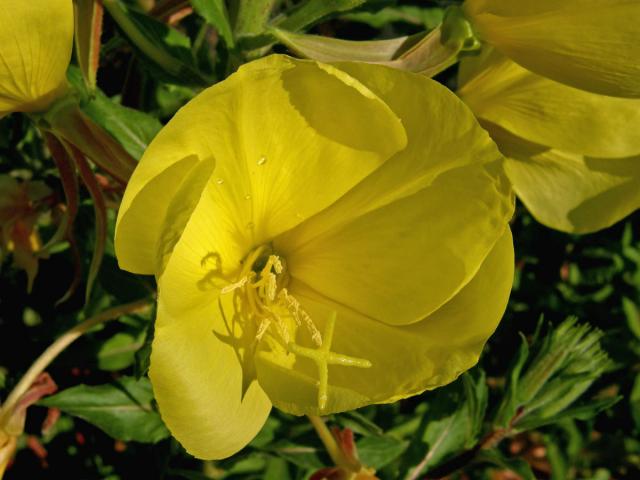 Pupalka rudokališní (Oenothera glazioviana M. Micheli)