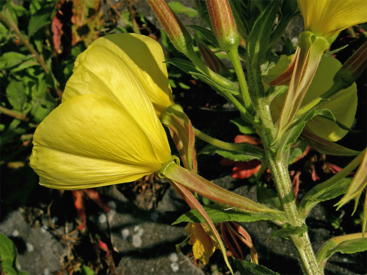 Pupalka rudokališní (Oenothera glazioviana M. Micheli)