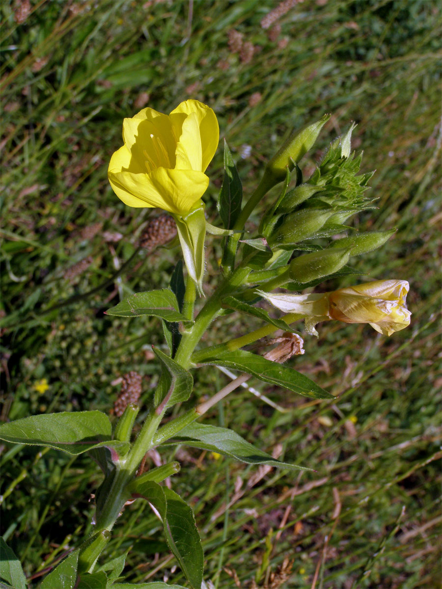 Pupalka dvouletá (Oenothera biennis L.)