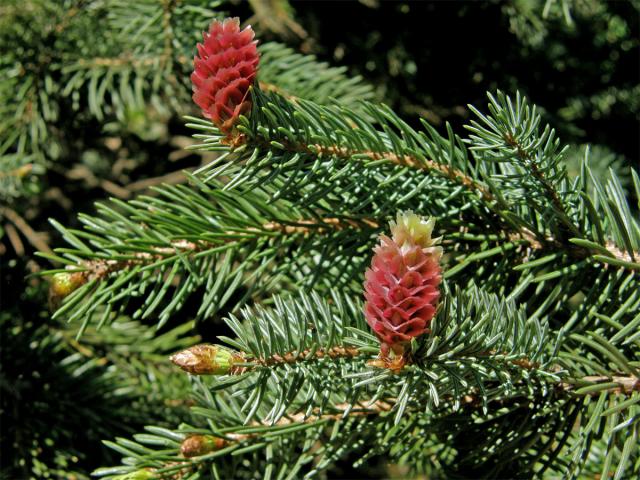 Smrk pichlavý (Picea pungens Engelm.)