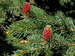 Smrk pichlavý (Picea pungens Engelm.)   