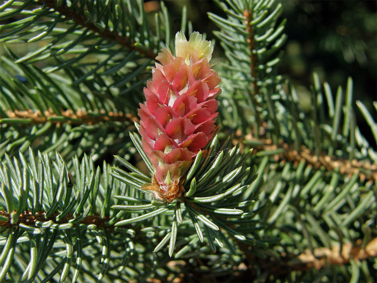 Smrk pichlavý (Picea pungens Engelm.)