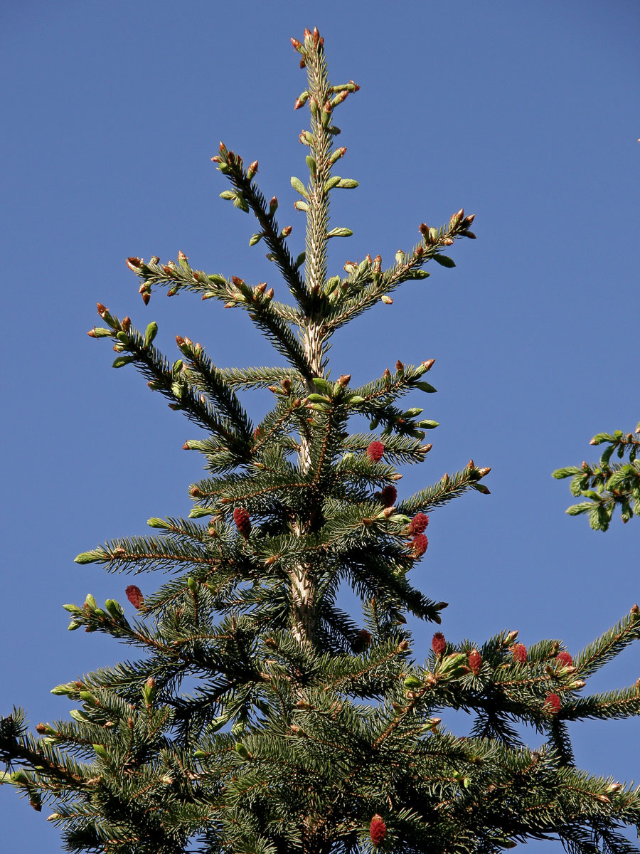 Smrk pichlavý (Picea pungens Engelm.)