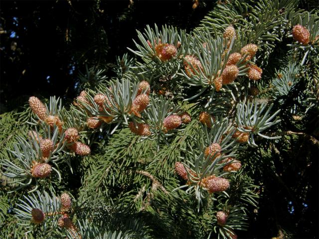 Smrk pichlavý (Picea pungens Engelm.)