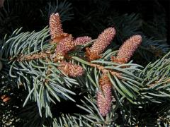 Smrk pichlavý (Picea pungens Engelm.)